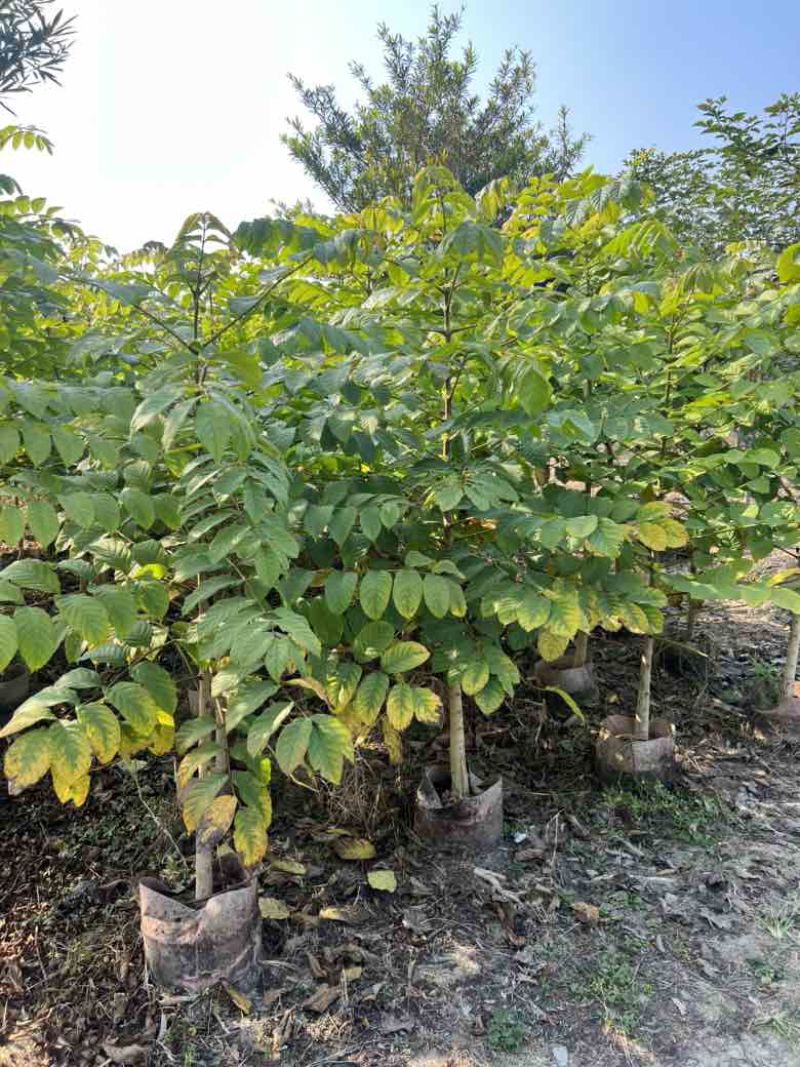 火焰木1-15分，各种规格，大量低价出售