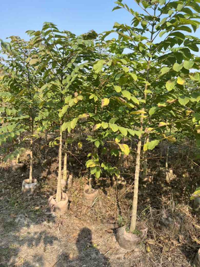 火焰木1-15分，各种规格，大量低价出售