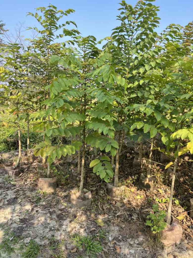 本地火焰木1-18分，各种规格，大量低价出售