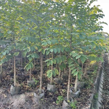 本地火焰木1-18分，各种规格，大量低价出售