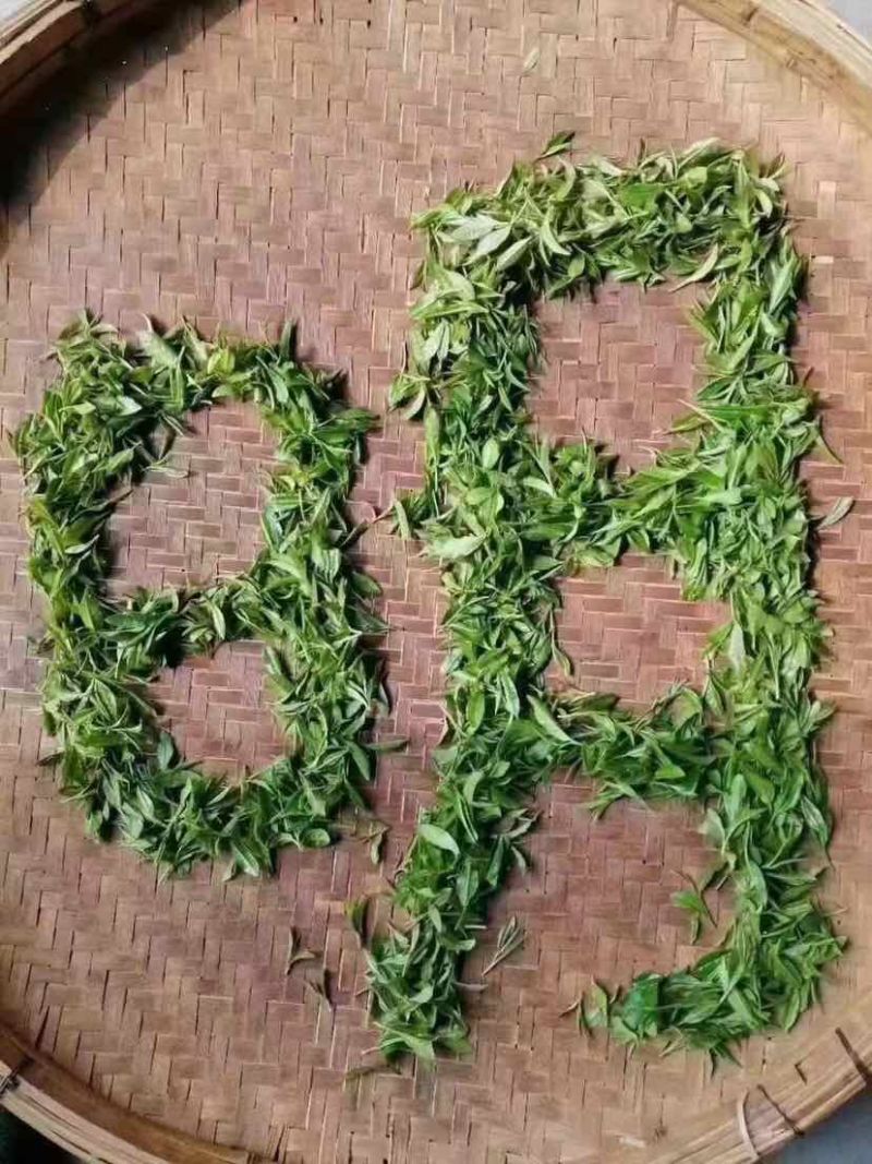 崂山绿茶，明前茶🍵