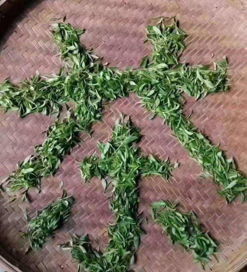 崂山绿茶，明前茶🍵