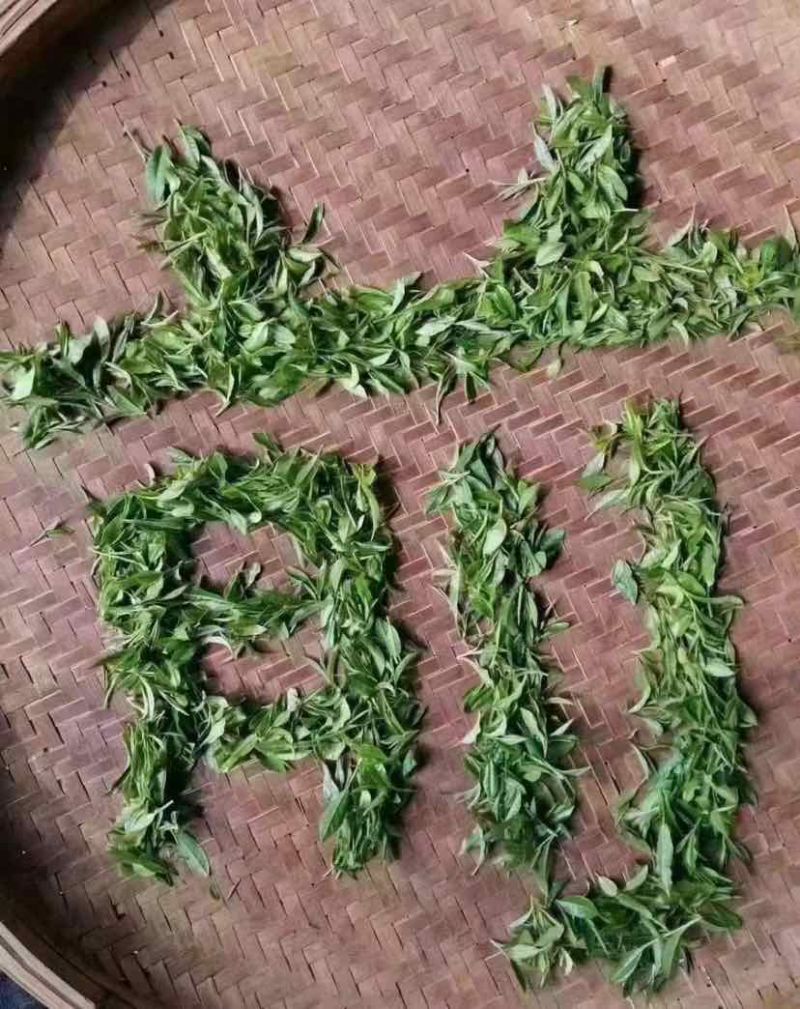 崂山绿茶，明前茶🍵