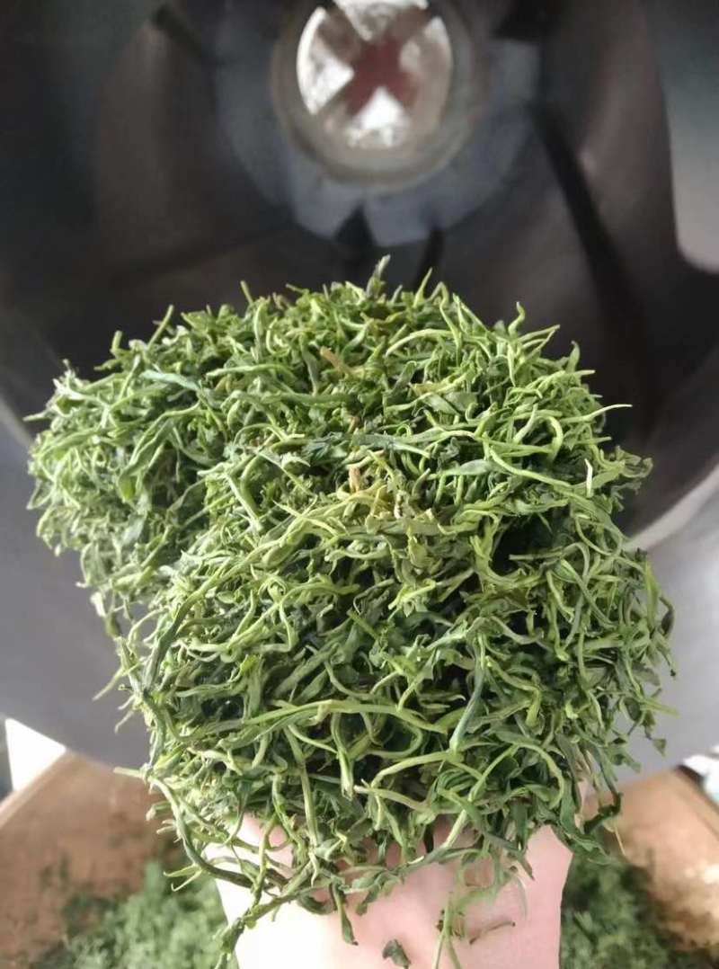 崂山绿茶，明前茶🍵