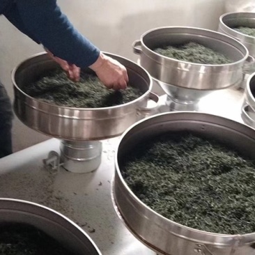 崂山绿茶，明前茶🍵