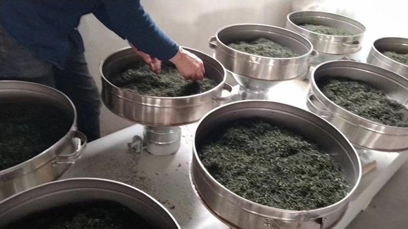 崂山绿茶，明前茶🍵