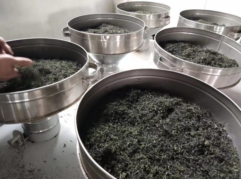崂山绿茶，明前茶🍵