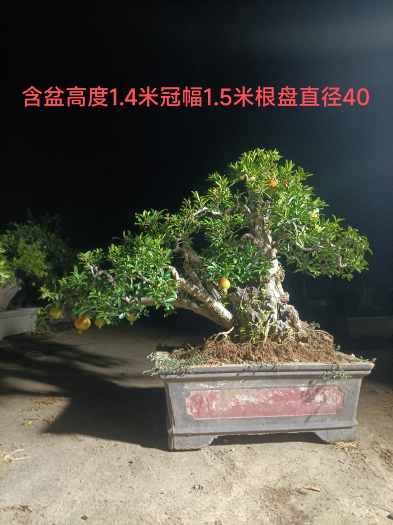 大红袍石榴盆景