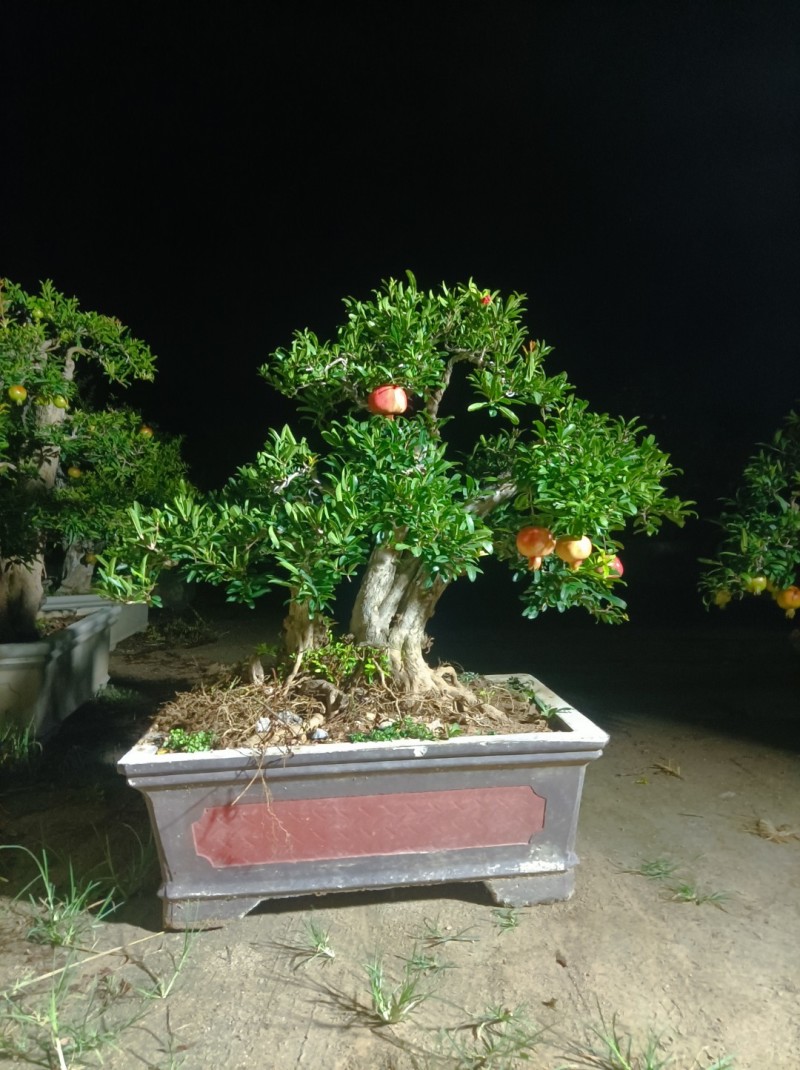大红袍石榴盆景
