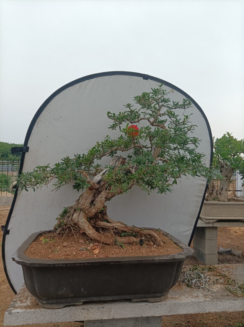 大红袍石榴盆景