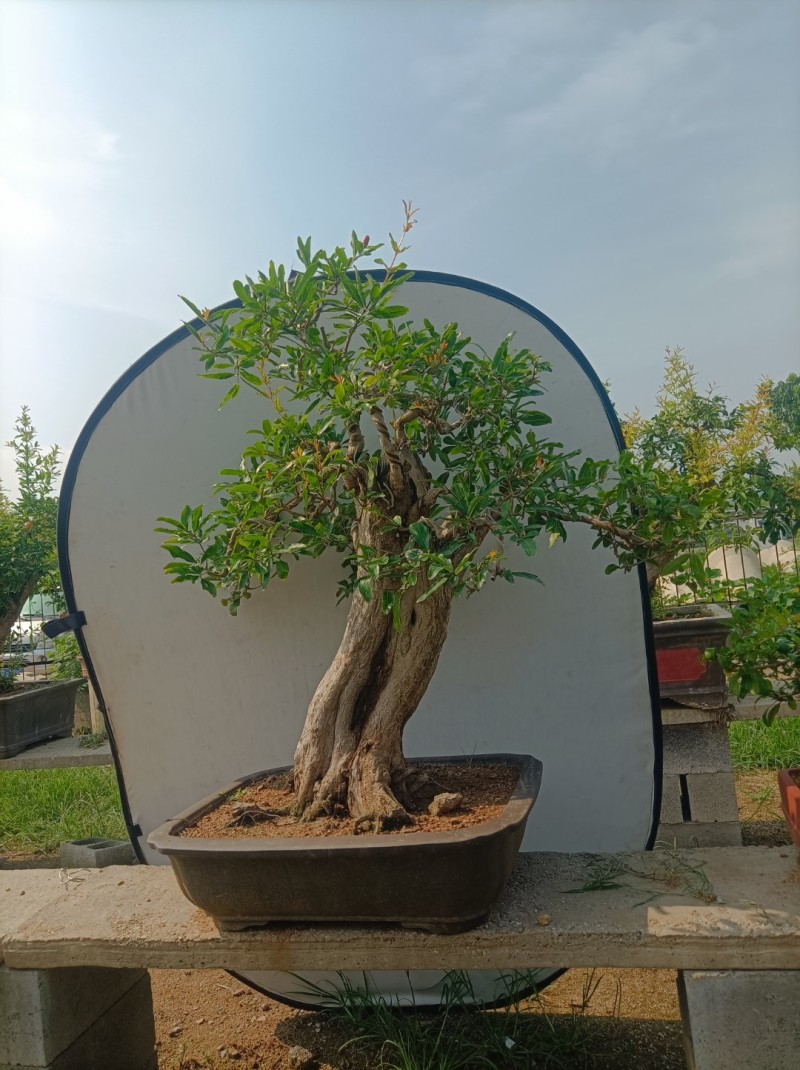 大红袍石榴盆景