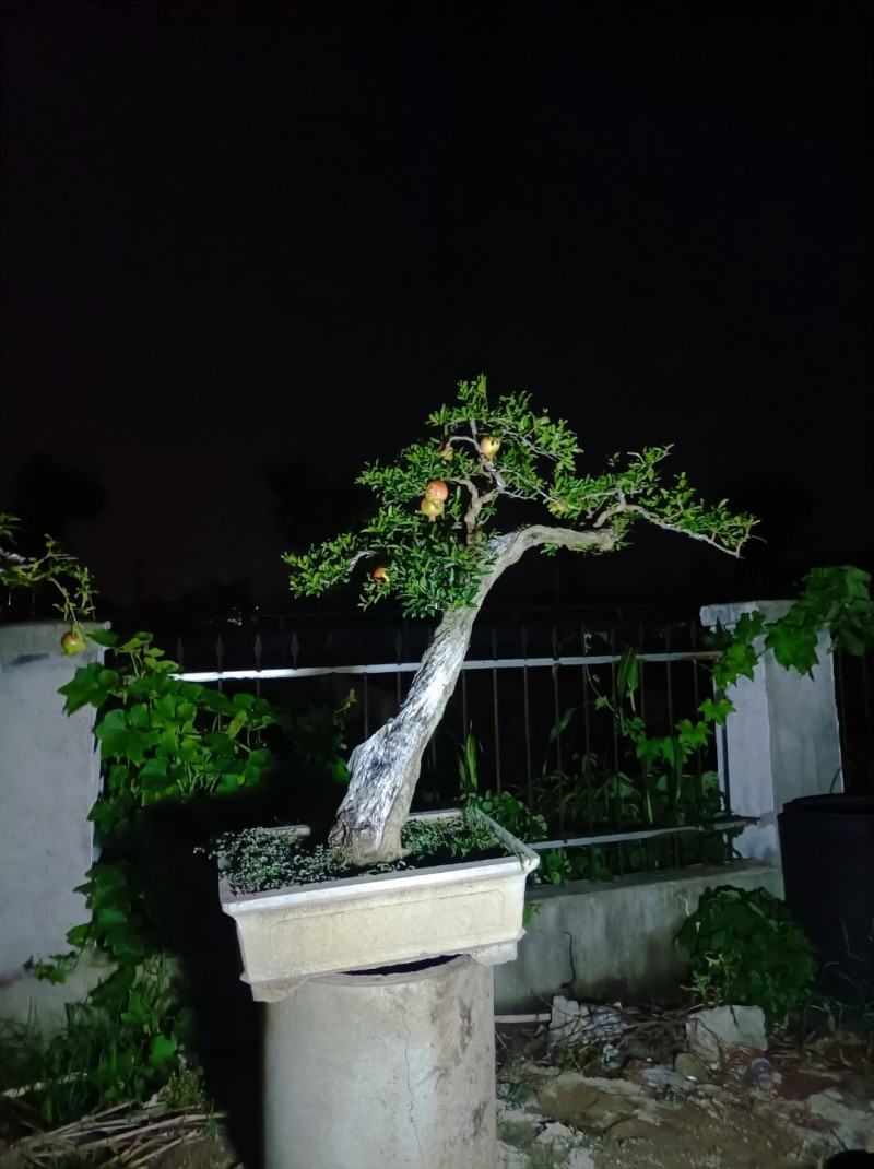 大红袍石榴盆景