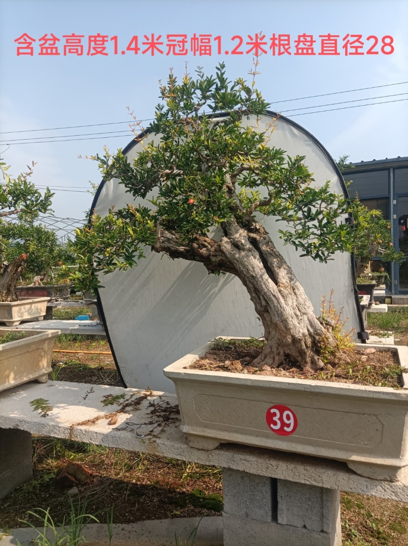 大红袍石榴盆景