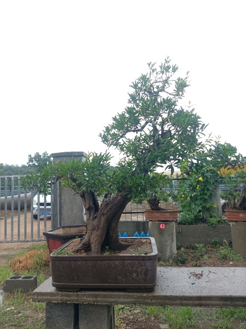大红袍石榴盆景
