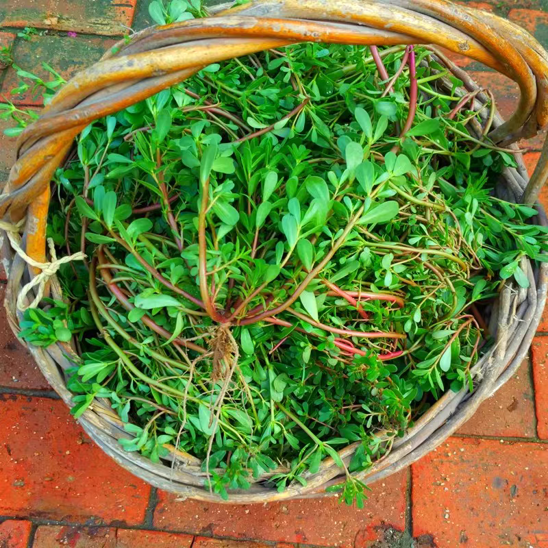 马齿苋（马齿菜）新鲜现挖现货