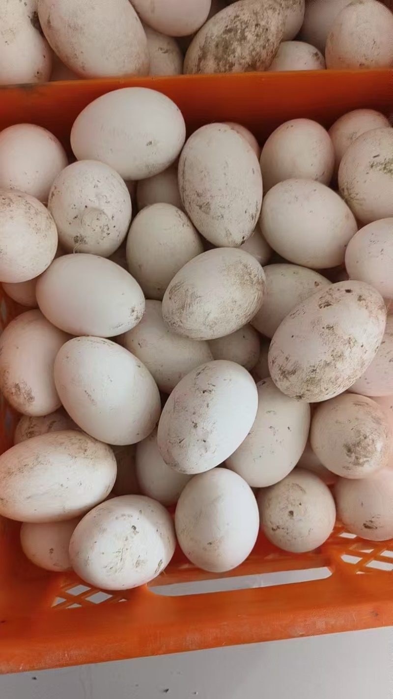 自己养殖场每天现捡新鲜鹅蛋
