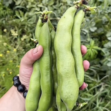 陵西一寸蚕豆