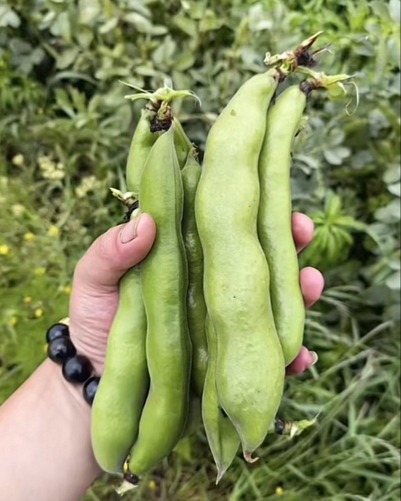 陵西一寸蚕豆