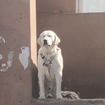 狗