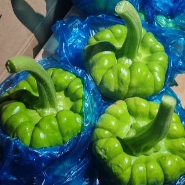 云南姜柄大量发货，基地直采，冷链发全国。欢迎各渠道合作共赢！