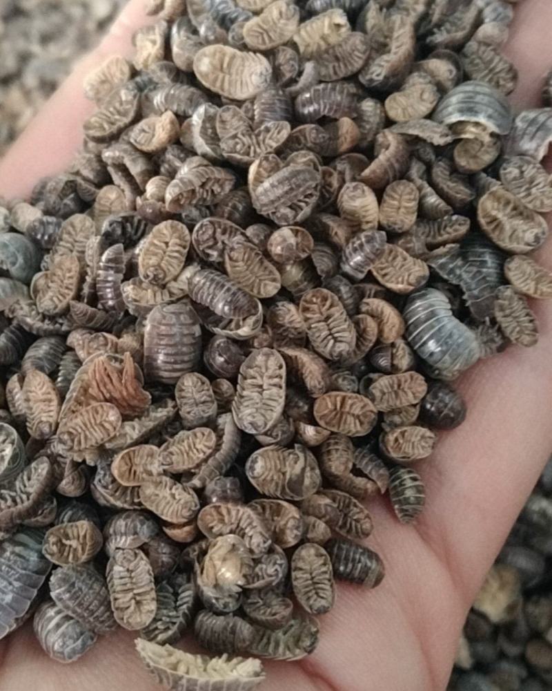 鼠妇虫西瓜虫