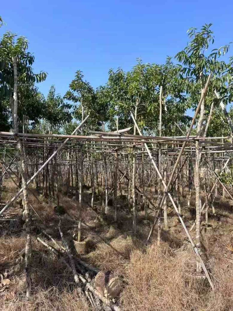铁冬青1-12分，各种规格，大量低价出售