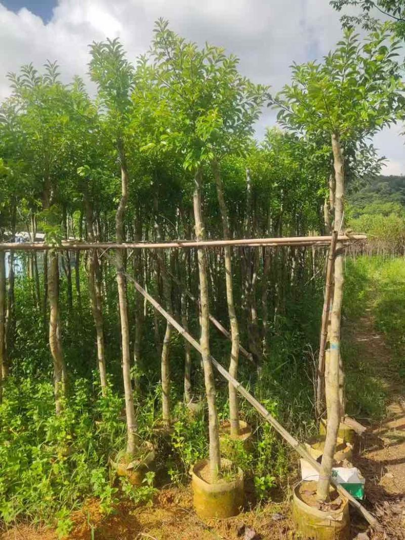 铁冬青1-12分，各种规格，大量低价出售