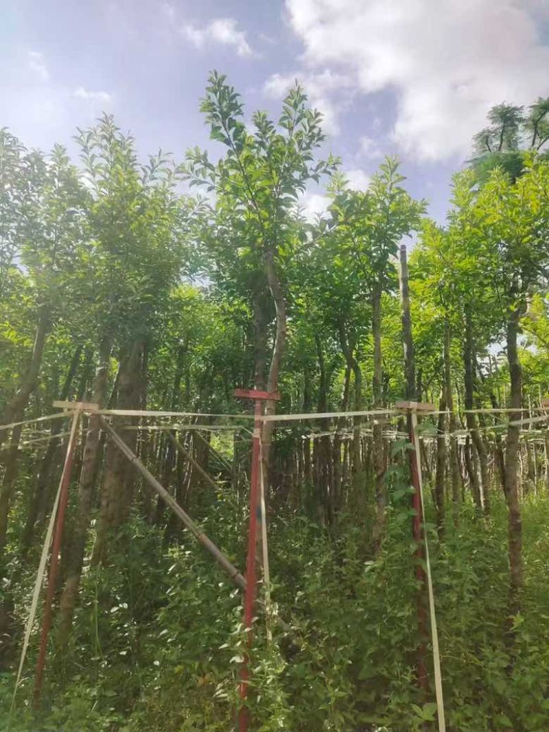 铁冬青2-12分，各种规格，大量低价出售
