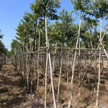 铁冬青2-12分，各种规格，大量低价出售