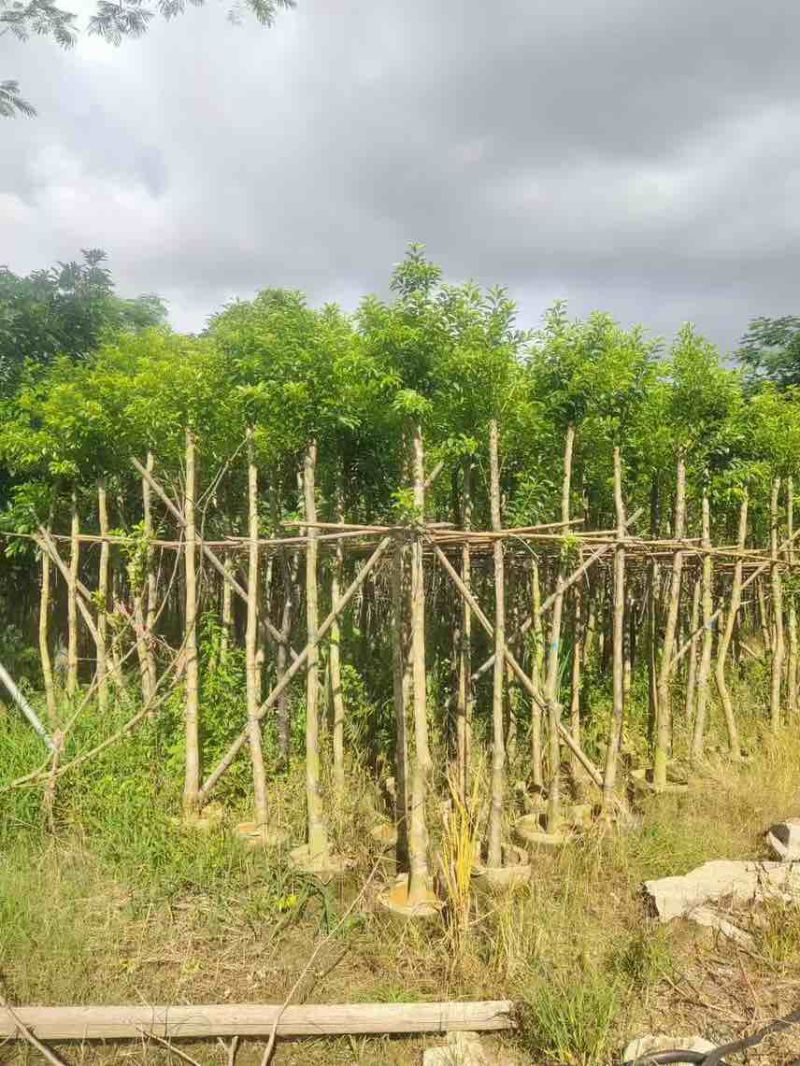 铁冬青2-15分，各种规格，大量低价出售