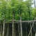 阴香3-15分，各种规格，大量低价出售