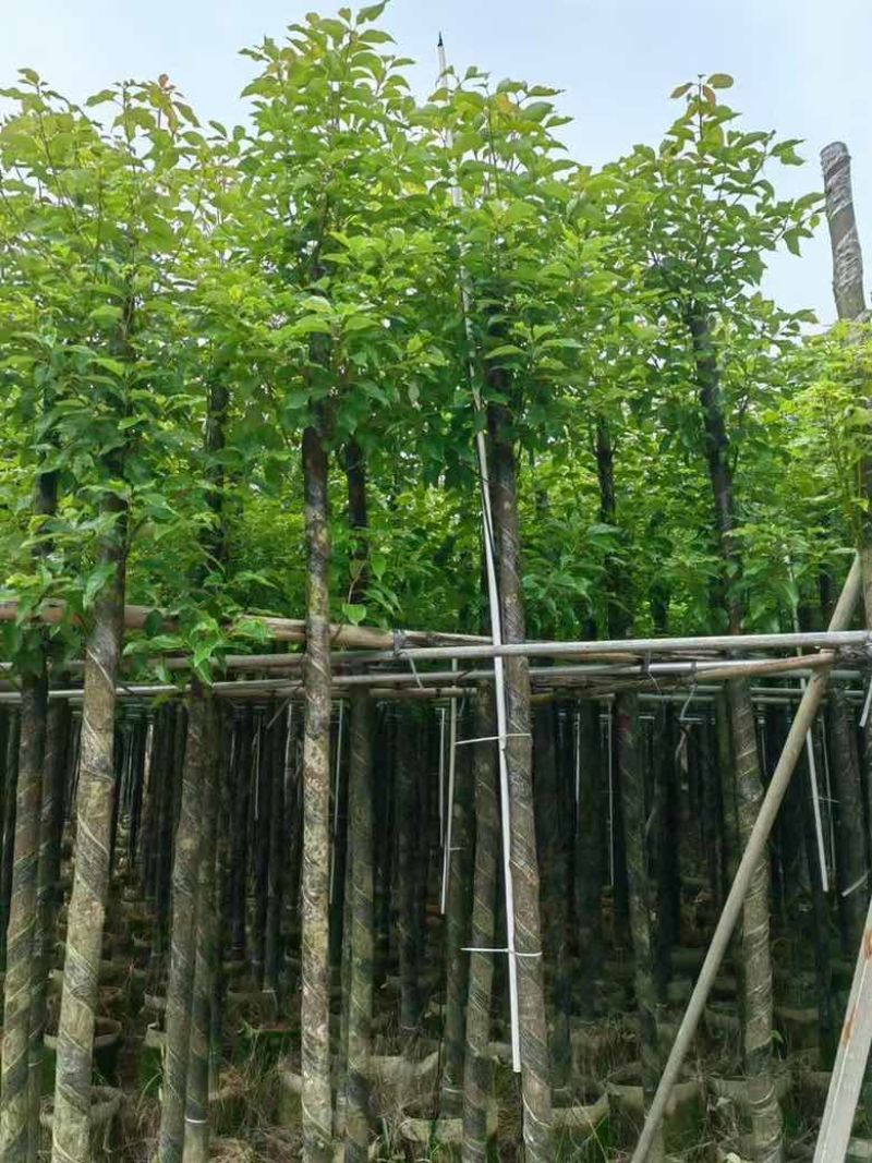 阴香3-15分，各种规格，大量低价出售