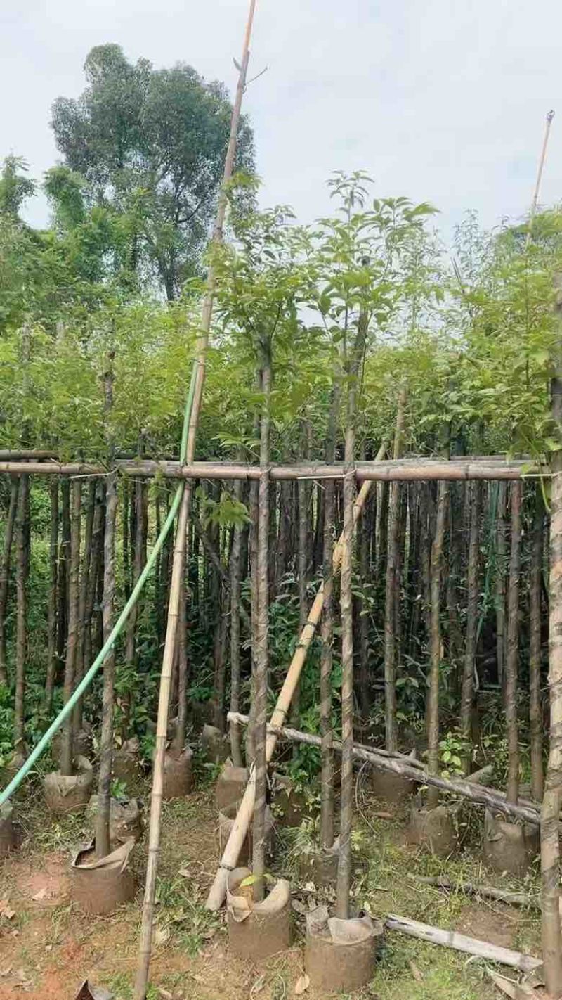 阴香3-15分，各种规格，大量低价出售
