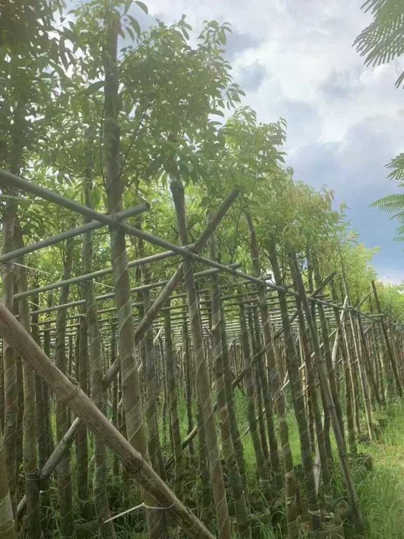 阴香3-15分，各种规格，大量低价出售