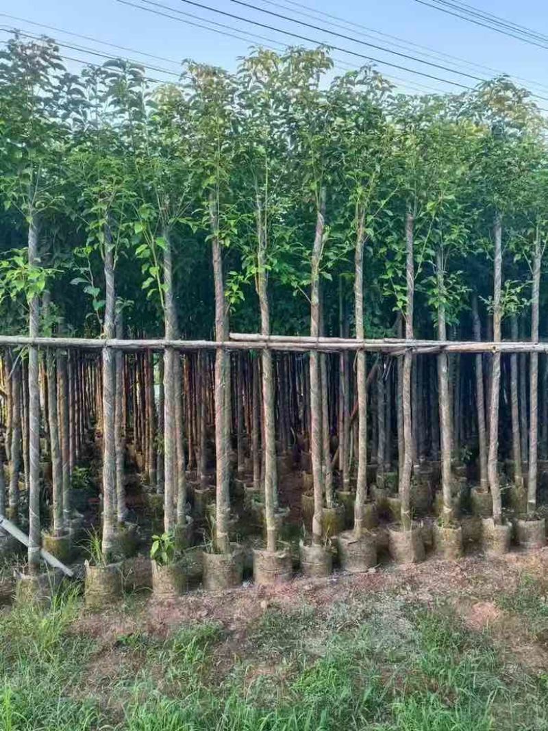 阴香3-15分，各种规格，大量低价出售