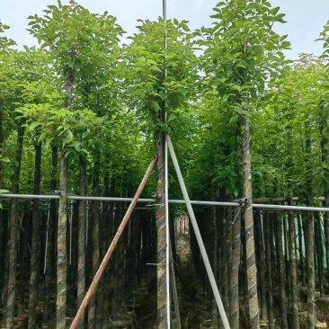阴香3-15分，各种规格，大量低价出售