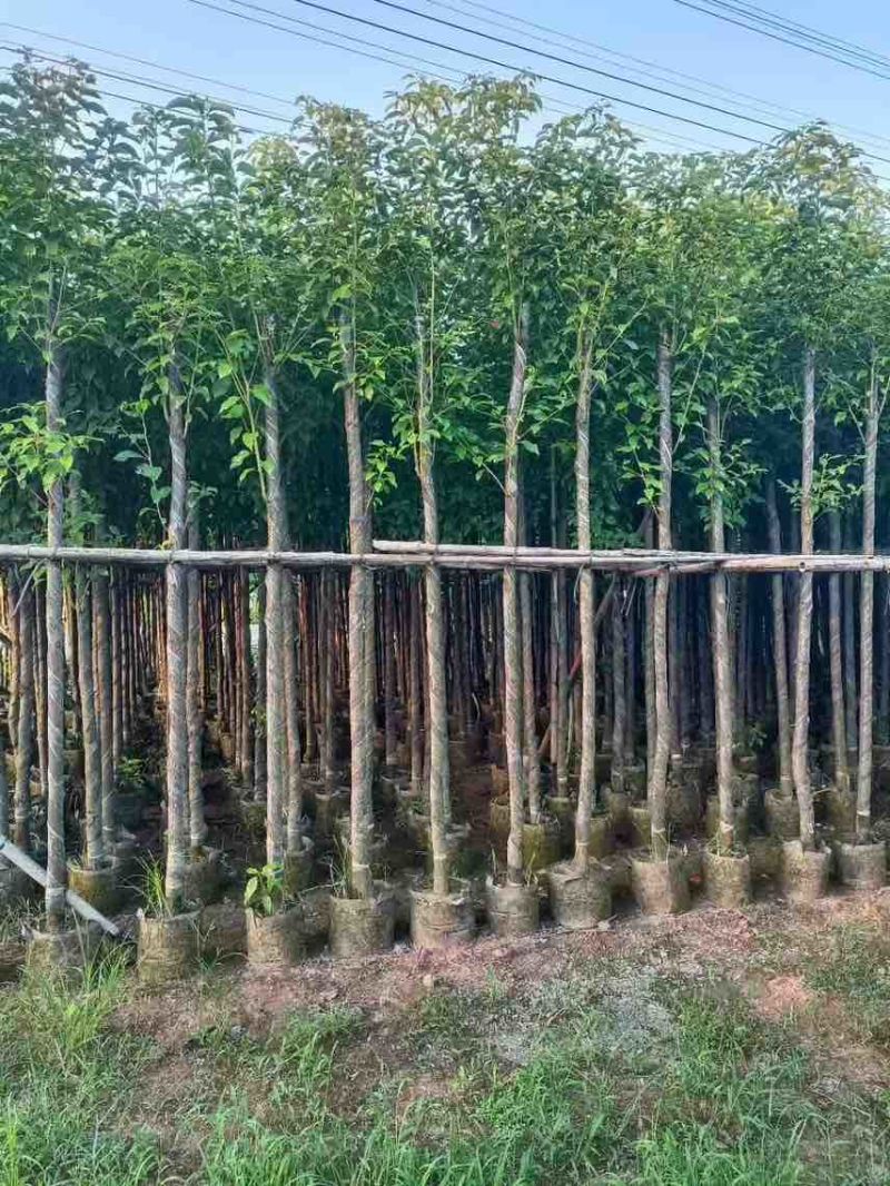 阴香3-25分，各种规格，大量低价出售