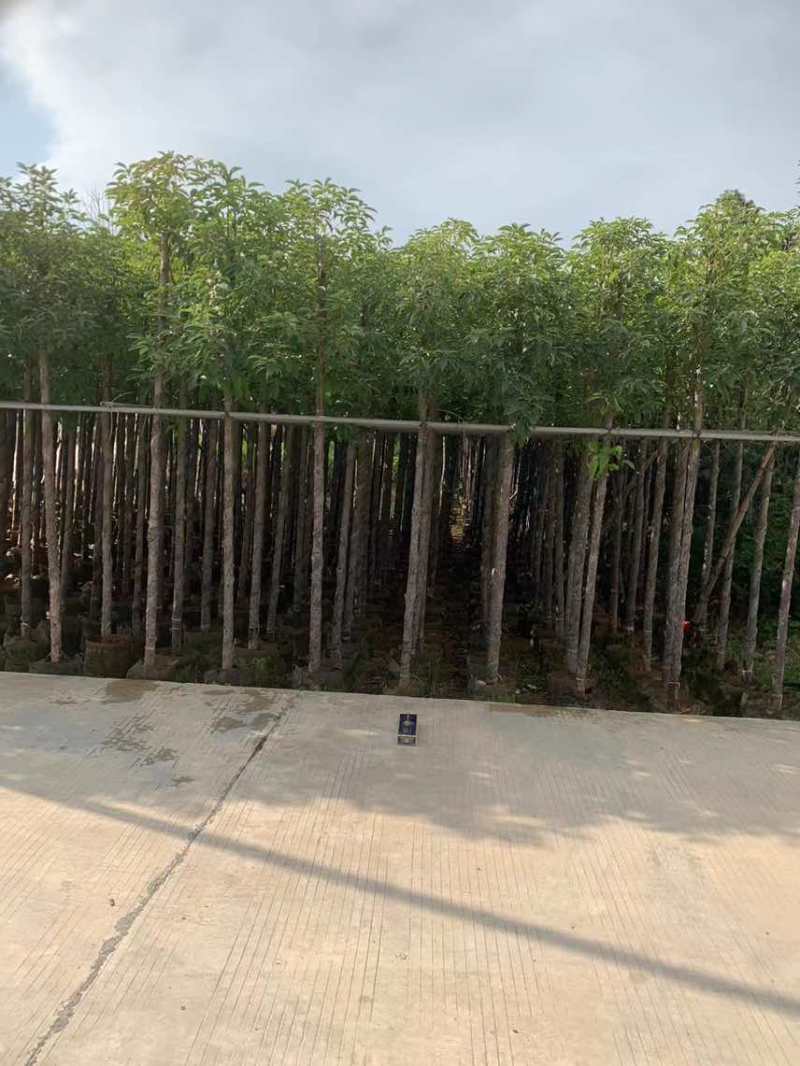 阴香3-25分，各种规格，大量低价出售