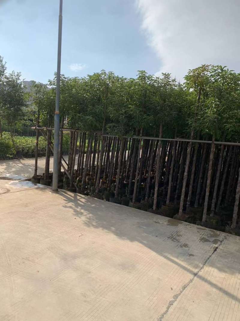 阴香3-25分，各种规格，大量低价出售