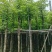阴香3-25分，各种规格，大量低价出售