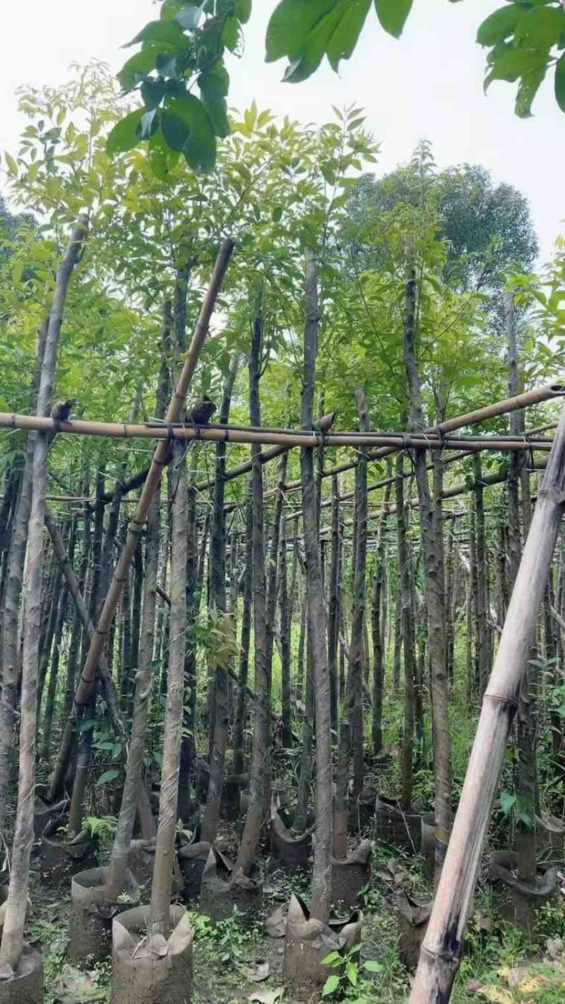 阴香3-25分，各种规格，大量低价出售