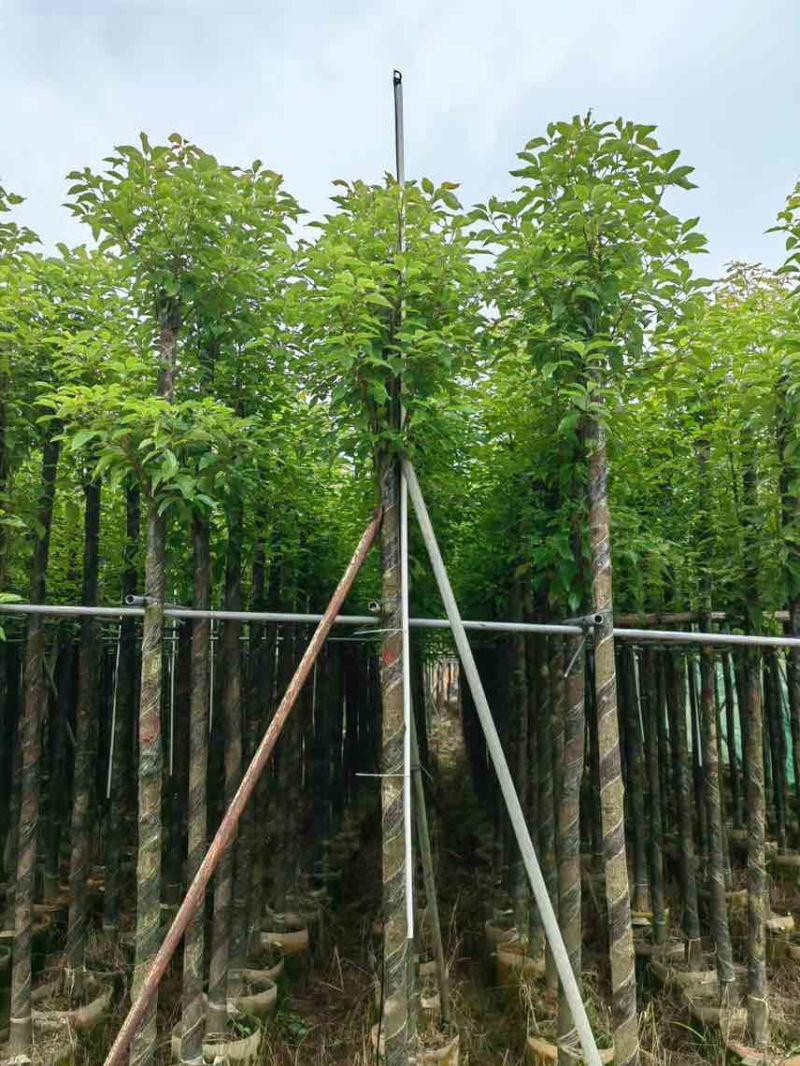 阴香3-25分，各种规格，大量低价出售