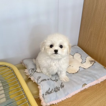 比熊犬标体比熊犬棉花糖比熊犬比熊幼犬纯种小体比熊犬