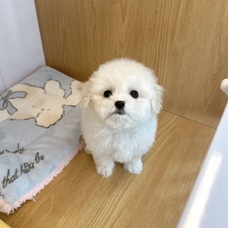 比熊犬标体比熊犬棉花糖比熊犬比熊幼犬纯种小体比熊犬