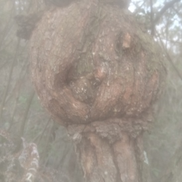 松留，量大从优