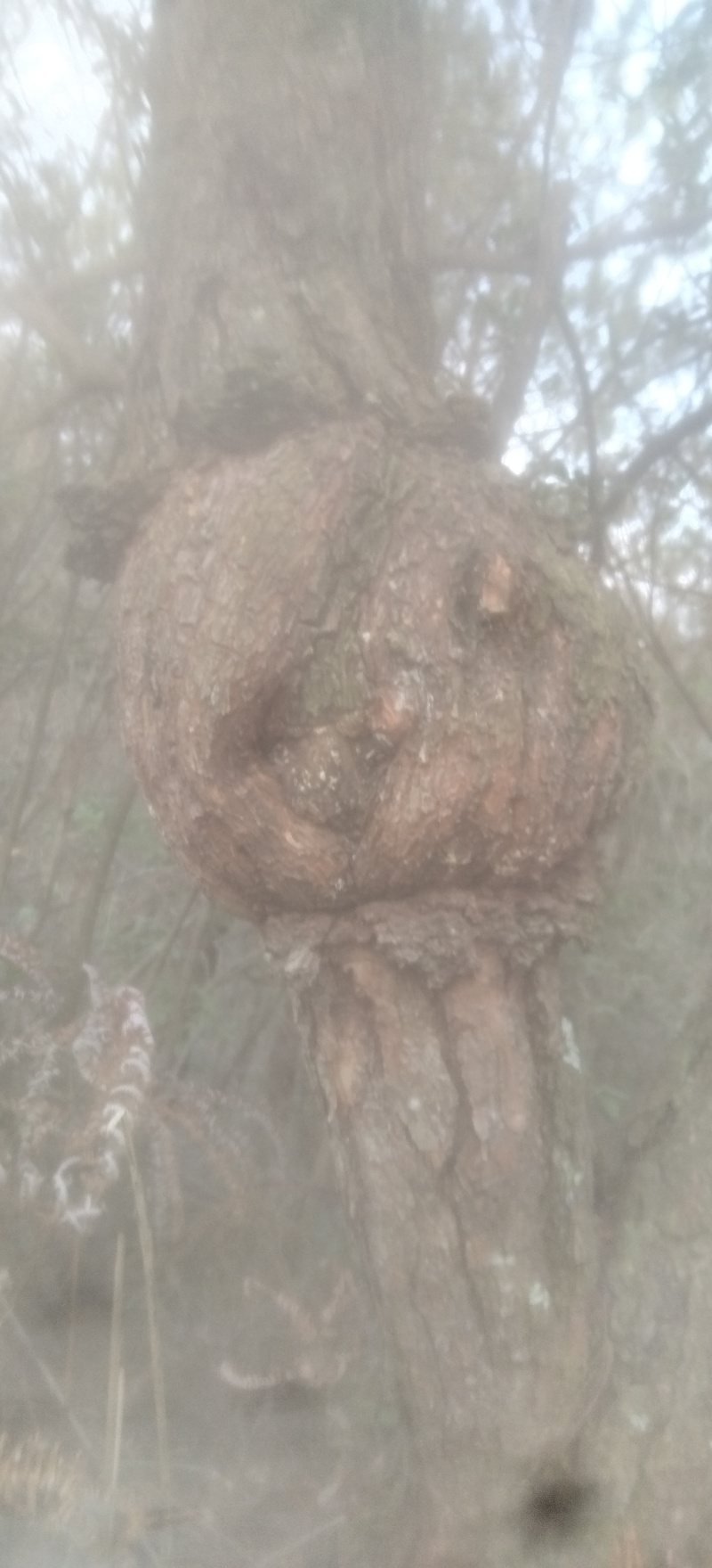 松留，量大从优