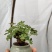 红花酢浆草