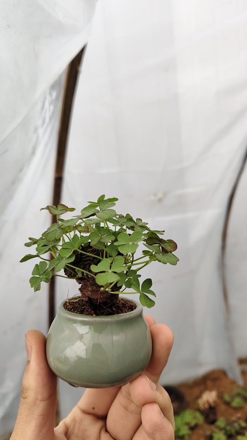 红花酢浆草