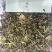 香水柠檬茶，全网低价，现货秒发，支持视频看货，一件代发！