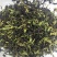 香水柠檬茶，全网低价，现货秒发，支持视频看货，一件代发！